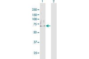 Western Blot analysis of MTM1 expression in transfected 293T cell line by MTM1 MaxPab polyclonal antibody. (MTM1 antibody  (AA 1-603))