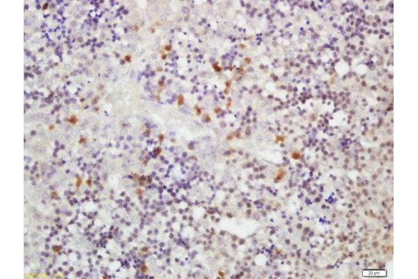 Clavesin 1 antibody  (AA 231-330)