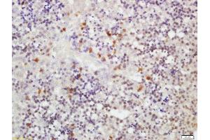 Formalin-fixed and paraffin embedded fetal mouse liver labeled with Rabbit Anti-RLBP1L1 Polyclonal Antibody, Unconjugated  at 1:200 followed by conjugation to the secondary antibody and DAB staining (Clavesin 1 antibody  (AA 231-330))