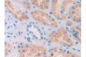 Used in DAB staining on fromalin fixed paraffin- embedded kidney tissue (CUBN antibody  (AA 3511-3623))