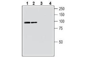 Western blot analysis of mouse brain membranes (lanes 1 and 3) and rat brain membranes (lanes 2 and 4): - 1-2. (FZD3 antibody  (C-Term, Extracellular))