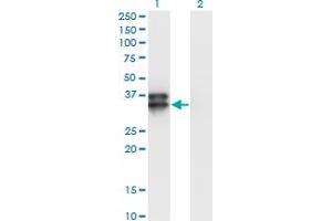 Western Blot analysis of OLIG2 expression in transfected 293T cell line by OLIG2 monoclonal antibody (M06), clone 2B11. (OLIG2 antibody  (AA 2-78))
