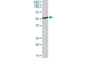 ALDH5A1 MaxPab polyclonal antibody. (ALDH5A1 antibody  (AA 1-535))