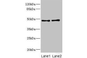 Western blot All lanes: CRTAP antibody at 0.