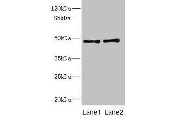 CRTAP anticorps  (AA 20-240)