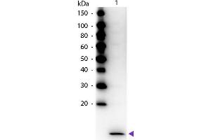 Western Blot of Peroxidase Conjugated Rabbit anti-MIP-3α antibody. (CCL20 antibody  (HRP))