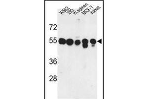Western blot analysis of M1H Antibody (Center) (ABIN653037 and ABIN2842651) in K562, 293, MCF-7, Jurkat cell line and mouse spleen tissue lysates (35 μg/lane). (PPM1H antibody  (AA 235-263))