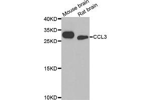 Western blot analysis of extracts of various cell lines, using CCL3 antibody (ABIN5974742) at 1/1000 dilution. (CCL3 antibody)