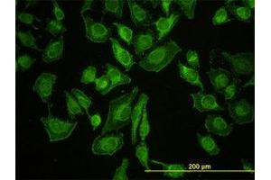 Image no. 4 for anti-Leucine Zipper-EF-Hand Containing Transmembrane Protein 1 (LETM1) (AA 601-709) antibody (ABIN598780) (LETM1 antibody  (AA 601-709))