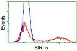 HEK293T cells transfected with either RC200189 overexpress plasmid (Red) or empty vector control plasmid (Blue) were immunostained by anti-SIRT5 antibody (ABIN2454850), and then analyzed by flow cytometry. (SIRT5 antibody)