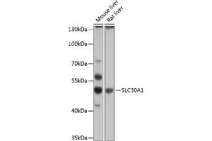 Western blot analysis of extracts of various cell lines, using SLC30 antibody (2533) at 1:1000 dilution. (SLC30A1 antibody  (AA 328-507))