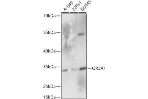Western blot analysis of extracts of various cell lines, using OR3 antibody (7512) at 1:1000 dilution. (OR3A1 antibody  (AA 254-315))