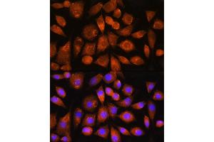 Immunofluorescence analysis of L929 cells using G2 Rabbit pAb (ABIN7265724) at dilution of 1:100. (ATP5G2 antibody)
