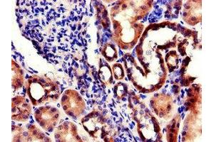 Immunohistochemistry of paraffin-embedded human kidney tissue using ABIN7142768 at dilution of 1:100 (RPL22/L1 antibody  (AA 1-122))