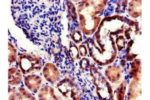 Immunohistochemistry of paraffin-embedded human kidney tissue using ABIN7142768 at dilution of 1:100