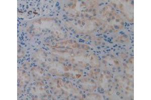 IHC-P analysis of Human Kidney Tissue, with DAB staining. (PTPRQ antibody  (AA 36-294))
