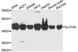Western blot analysis of extracts of various cell lines, using SLC7A5 antibody. (SLC7A5 antibody  (AA 1-125))
