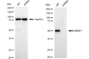 Western blotting analysis using GRSF1 antibody (ABIN7798677).