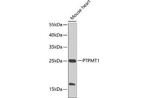 Western blot analysis of extracts of mouse heart, using PTPMT1 Antibody (ABIN6128516, ABIN6146436, ABIN6146437 and ABIN6224703) at 1:1000 dilution. (PTPMT1 antibody  (AA 1-201))