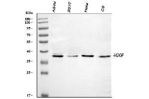 Western blot analysis of HDGF using anti-HDGF antibody (ABIN4886613). (HDGF antibody  (C-Term))