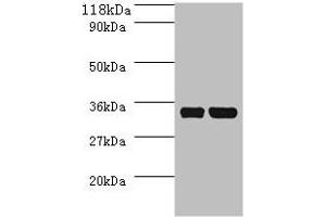 Western blot All lanes: dcyD antibody at 2 μg/mL + DH5a whole cell lysate Secondary Goat polyclonal to rabbit IgG at 1/10000 dilution Predicted band size: 35 kDa Observed band size: 35 kDa (DcyD antibody  (AA 2-328))