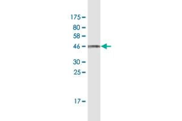 UBL4B antibody  (AA 1-174)