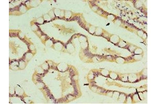 IL-37 antibody  (AA 1-218)