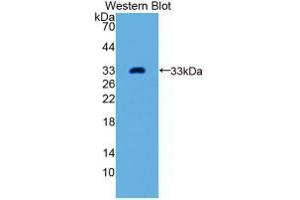 Western blot analysis of recombinant Human GDF11.