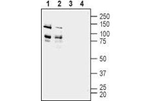 Western blot analysis of rat (lanes 1 and 3) and mouse (lanes 2 and 4) brain membranes:  - 1,2. (ADAM22 antibody  (Extracellular, N-Term))