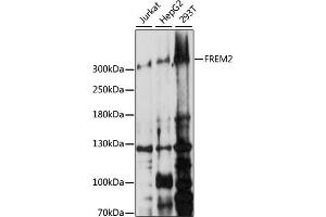 Western blot analysis of extracts of various cell lines, using FREM2 antibody (ABIN7267260) at 1:1000 dilution. (FREM2 antibody  (AA 47-300))