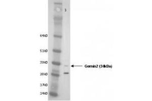 Image no. 1 for anti-Gem (Nuclear Organelle) Associated Protein 2 (GEMIN2) (AA 12-280) antibody (ABIN108540) (SIP1 antibody  (AA 12-280))