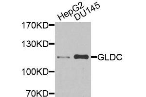 Western blot analysis of extracts of various cell lines, using GLDC antibody (ABIN6003641) at 1/1000 dilution. (GLDC antibody)