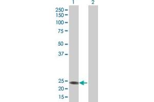 Western Blot analysis of RERGL expression in transfected 293T cell line by RERGL MaxPab polyclonal antibody. (RERGL antibody  (AA 1-205))