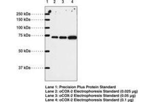 Image no. 1 for anti-Prostaglandin-Endoperoxide Synthase 2 (Prostaglandin G/H Synthase and Cyclooxygenase) (PTGS2) (AA 567-599) antibody (ABIN1100903)