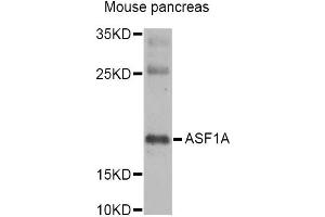 Western blot analysis of extracts of mouse pancreas, using ASF1A Antibody (ABIN5973912) at 1/1000 dilution. (ASF1A antibody)