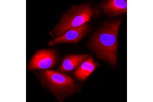 Immunofluorescence (IF) image for anti-N-Acetyltransferase 6 (GCN5-Related) (NAT6) (AA 1-308), (N-Term) antibody (ABIN452458)