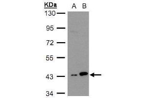 WB Image Sample(30 ug whole cell lysate) A:H1299 B:HeLa S3, 10% SDS PAGE antibody diluted at 1:3000 (MAPKAP Kinase 3 antibody)