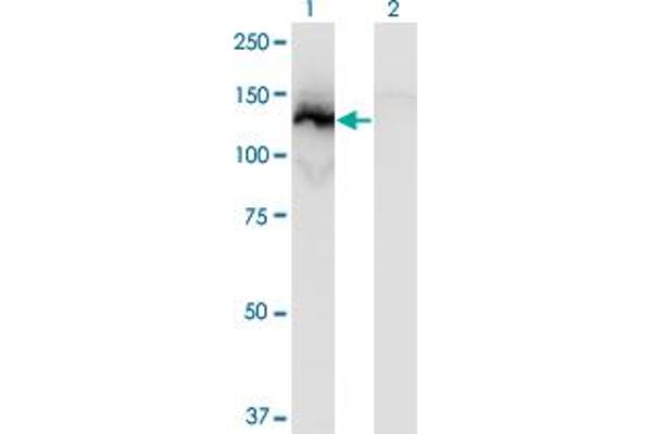 SSH1 antibody  (AA 752-849)