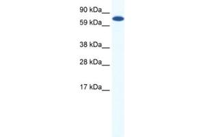 Western Blotting (WB) image for anti-Core-binding Factor, Runt Domain, alpha Subunit 2, Translocated To, 2 (CBFA2T2) antibody (ABIN2461546) (CBFA2T2 antibody)