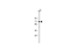 Anti-PLCZ1 Antibody (N-term) at 1:1000 dilution + 293 whole cell lysate Lysates/proteins at 20 μg per lane. (PLCz1 antibody  (N-Term))