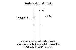 Western blot of Anti-Rabphilin 3A (Rabbit) Antibody - 612-401-E21 Western Blot of Rabbit anti-Rabphilin 3A antibody. (RPH3A antibody  (C-Term))