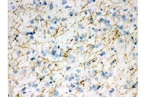 Anti- TH Picoband antibody,IHC(P) IHC(P): Rat Brain Tissue (TH antibody  (Middle Region))