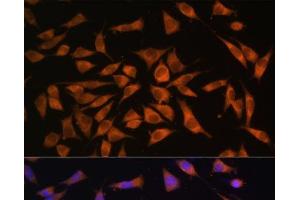 Immunofluorescence analysis of L929 cells using PMM2 Polyclonal Antibody at dilution of 1:100. (PMM2 antibody)