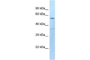 WB Suggested Anti-Dct Antibody Titration: 1. (DCT antibody  (N-Term))