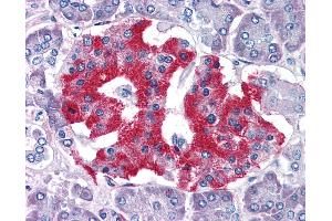 Anti-GRB2 antibody IHC of human pancreas.