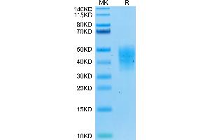 Biotinylated Human TRAIL R4/TNFRSF10D on Tris-Bis PAGE under reduced conditions. (DcR2 Protein (His-Avi Tag,Biotin))