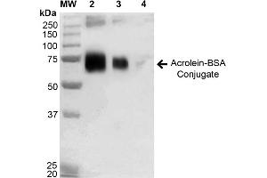 Western blot analysis showing detection of 67 kDa Acrolein BSA Conjugate (ABIN5564143, ABIN5564144 and ABIN5564145) using Anti-Acrolein Antibody, Clone 2H2 (SMC-504). (Acrolein Protein (ACR) (BSA))