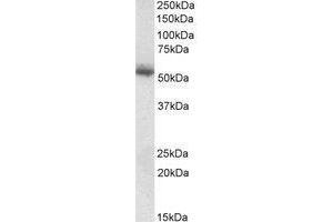 Western blot analysis: Copine-1 antibody staining of Human Skin lysate at 0.