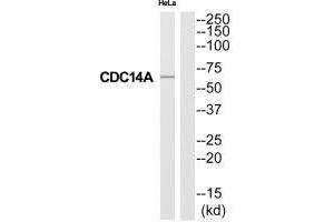 Western blot analysis of extracts from HeLa cells, using CC14A antibody. (CDC14A antibody)