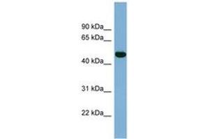 Image no. 1 for anti-Iroquois Homeobox Protein 1 (IRX1) (AA 179-228) antibody (ABIN6741967)